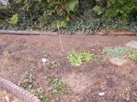 Poolbeet2-3.3.2017.jpg