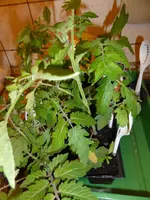 P1040520Tomatenzöglinge.webp