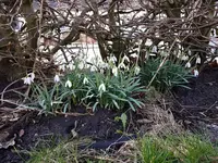 Galanthus.webp
