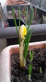 fruelingsblueber.webp