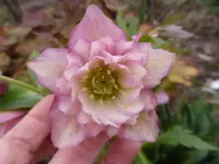 P1280143.webp