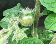 AG u V F2 .webp