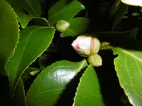 P1000229.webp