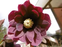 P1000251.webp