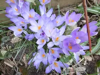 P1000240.webp