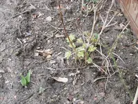 P1000241.webp