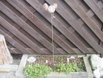 Carportbeet 4.3.2017.jpg