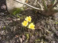 Gelbe Krokusse.webp