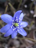 002_600x800.JPG