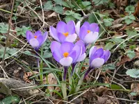 P1040583.webp