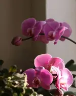 Orchidee.webp