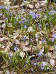 P1040556Scilla bifolia.jpg