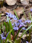 P1040557Scilla bifolia.jpg