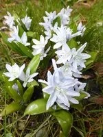 P1040571Scilla mischtschenkoana.webp