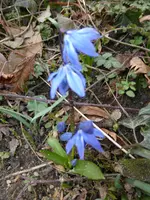 P1040581Scilla sibirica.webp