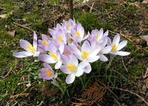 Elfenkrokus 01.jpg