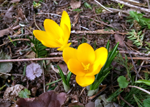 Gelber Krokus 01.jpg