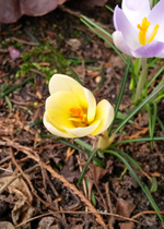 Gelber Krokus 02.jpg