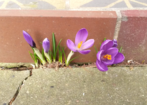Ritzen-Krokus 01.jpg