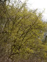 P1040600.webp