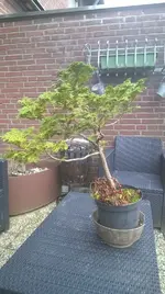 WP_20170304_001.webp