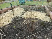 Beerenbeet 2017.webp