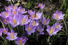 Wildkrokusse.webp