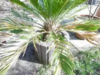 P1000254.webp