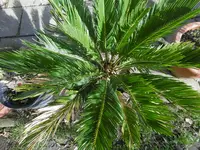 P1000255.webp