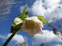 P1000256.webp