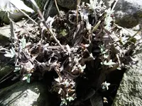 P1000260.webp