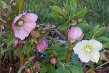 DSC04400.JPG