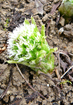 P1130217.webp