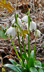P1130220.webp