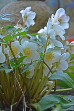 DSC_9240.webp