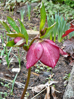 P1130204.webp