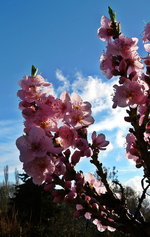 P1130230.webp