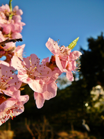 P1130234.webp