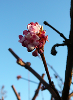 P1130236.webp