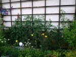 2016-07-16 Tomaten Freiland_unter Garagendach.JPG