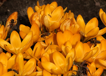 die Bienen sind wieder da_hungrig_Hunger_900.webp