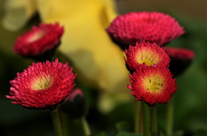 Bellis1_900.JPG