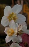Helleborus2_800.JPG