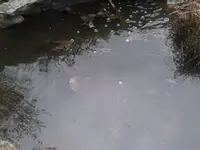 Teich3.webp
