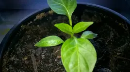 WP_20170306_009.jpg