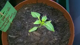WP_20170306_010.jpg