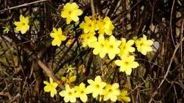 winterjasmin_0006.webp