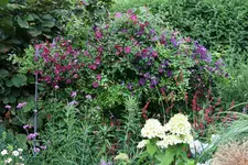 Cl.vit.Polith Spirit und Rubra0215.webp