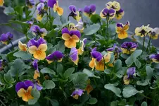 Hornveilchen0107a.webp