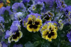 Hornveilchen0607a.jpg